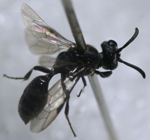 Psenulus fuscipennis